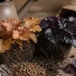 Les plus belles heuchères : Caramel et Obsidian en pot à l’ombre