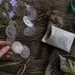 Planter monnaie du pape sur table de jardin
