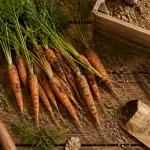 quand recolter les carottes fraiches arrachées sur table