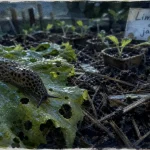 À quoi servent les limaces : recycler matière organique, nourrir la chaîne alimentaire, sol humide