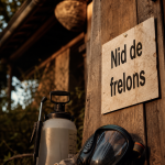 Nid de frelon : comment le détruire, protection et appel au pro