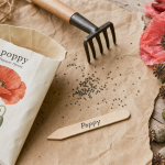 poppy fleur : graines et semis direct fin mars à fin mai