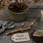 Quand couper hortensia : sécateur et bourgeons à préserver, taille fin d’hiver