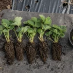 Que faire des vieux fraisiers : jeunes plants en godet, stolons et terre recyclée