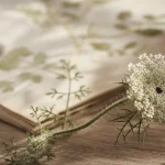 Carotte sauvage comestible : gros plan ombelle, point noir et poils