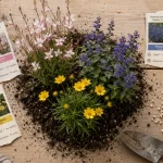 Fleur vivace longue floraison : 4 mois de couleur au jardin, gaura, népéta, coréopsis