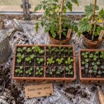 Jardinage serre : semis sous serre en bacs avec jeunes plants